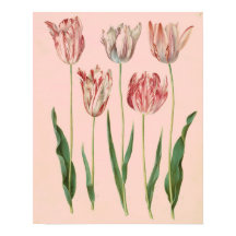 Poster de tulipanes botánicos de época, rosa pálid