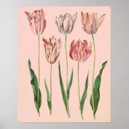 Póster Poster de tulipanes botánicos de época, rosa pálid