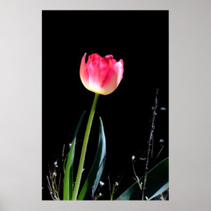 Póster Poster de tulipanes de primavera