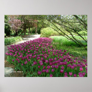 Póster Poster de tulipanes morados (3033)