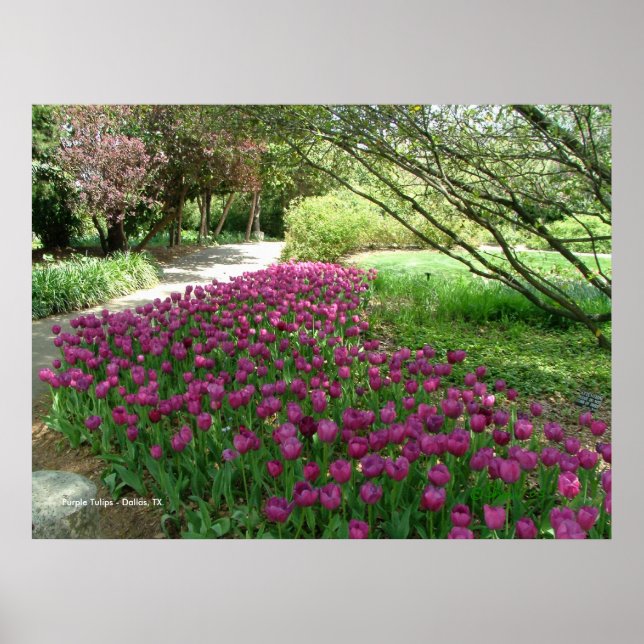 Póster Poster de tulipanes morados (3033) (Frente)