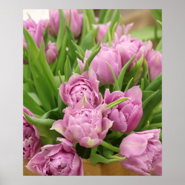 Póster Poster de tulipanes rosa (Frente)