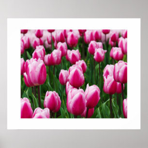 Póster Poster de tulipanes rosa