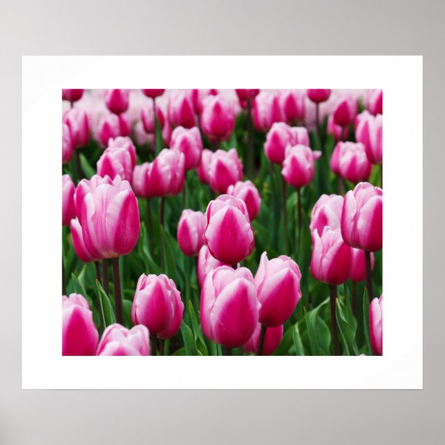 Póster Poster de tulipanes rosa (Frente)