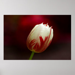 Póster Poster de tulipanes solitarios rojos y blancos