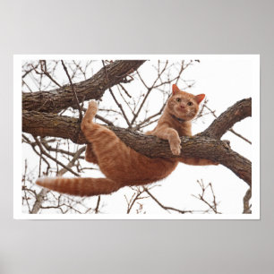 Póster Poster de un gato alrededor a caerse de un árbol