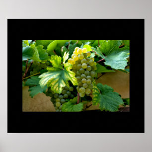 Póster Poster de uvas