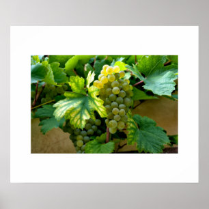 Póster Poster de uvas