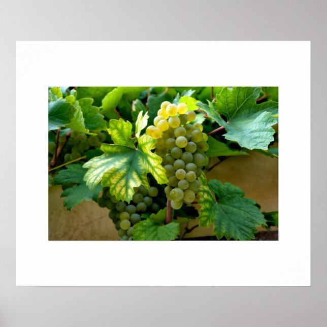 Póster Poster de uvas (Frente)
