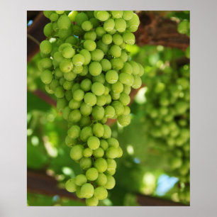 Póster Poster de uvas