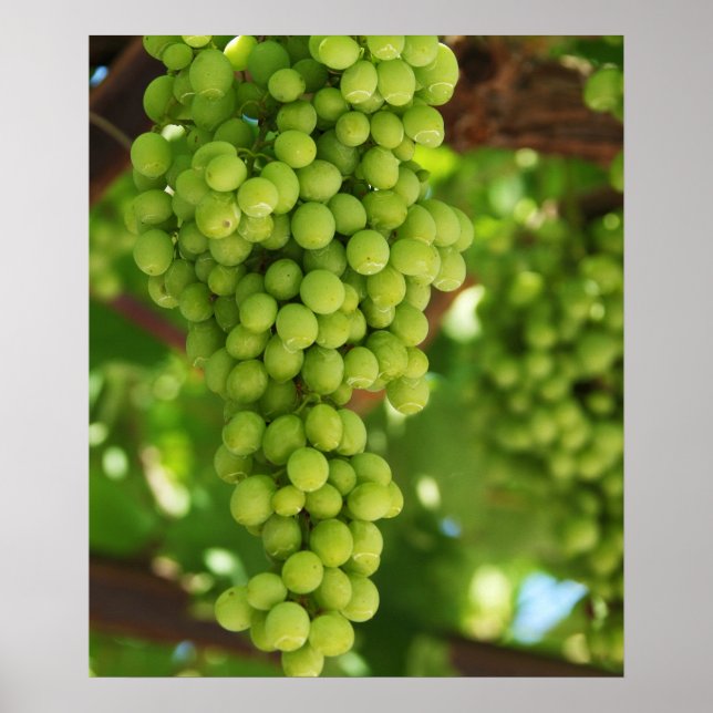 Póster Poster de uvas (Frente)