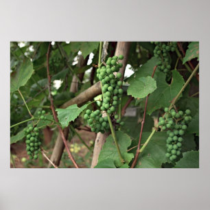 Póster Poster de uvas