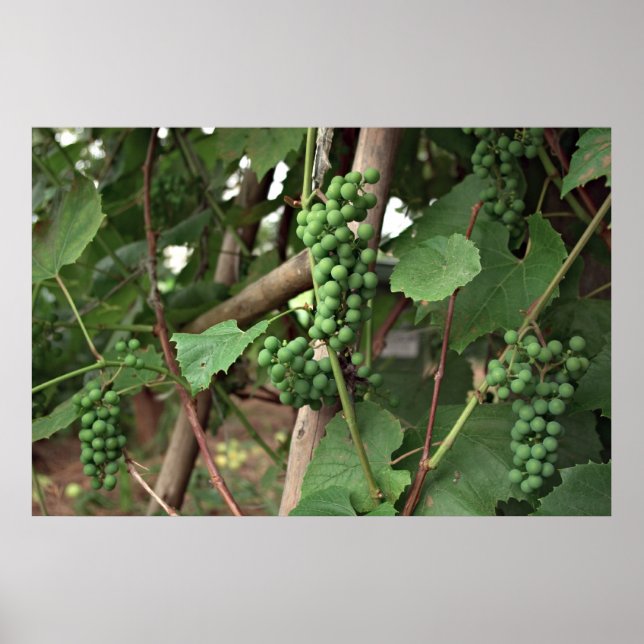 Póster Poster de uvas (Frente)