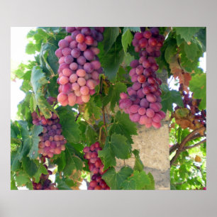 Póster Poster de uvas