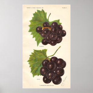 Póster Poster de uvas de época
