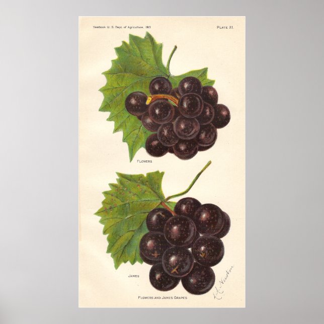 Póster Poster de uvas de época (Frente)