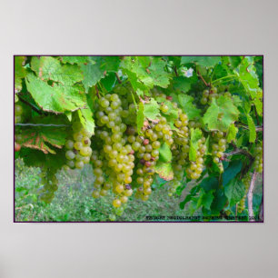Póster Poster de uvas vitícolas