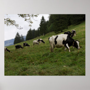Póster Poster de vaca suiza