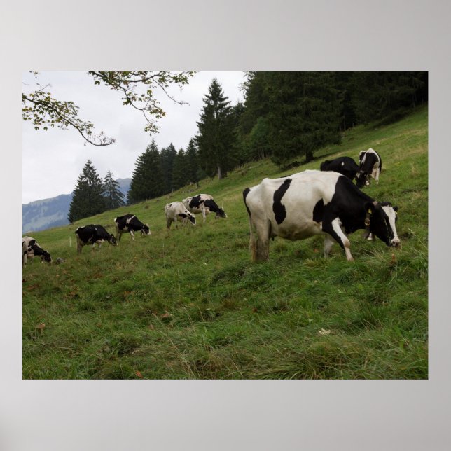 Póster Poster de vaca suiza (Frente)
