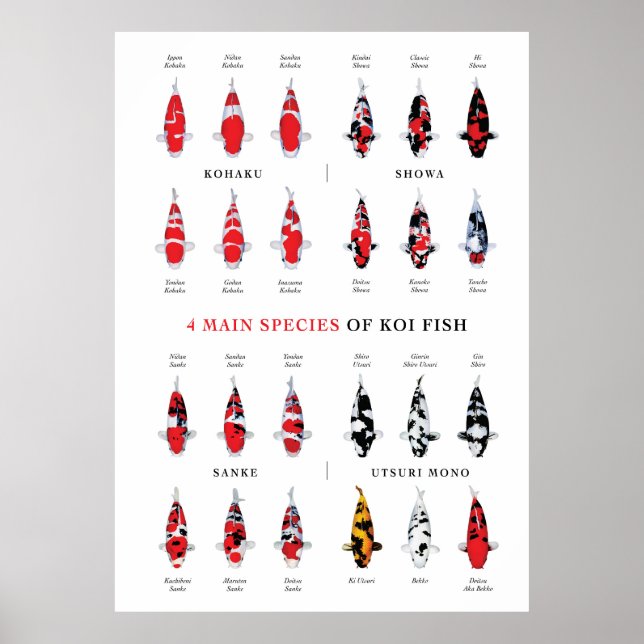 Póster Poster de variedades de carpa de Koi (Frente)