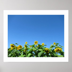 Póster Poster de verano de girasoles