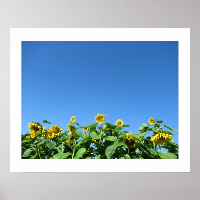 Póster Poster de verano de girasoles (Frente)