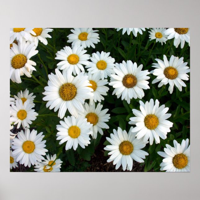 Póster Poster de verano de Shasta Daisy (Frente)