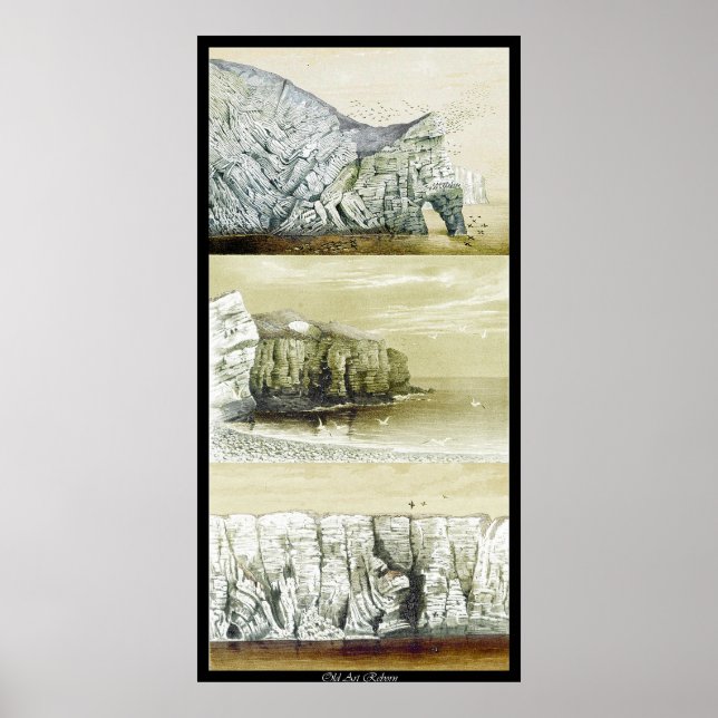 Póster Poster de vida de aves ~ Cliff Habitat (Frente)