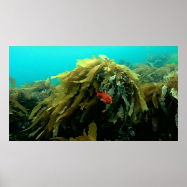 Póster Poster de vida marina (Frente)