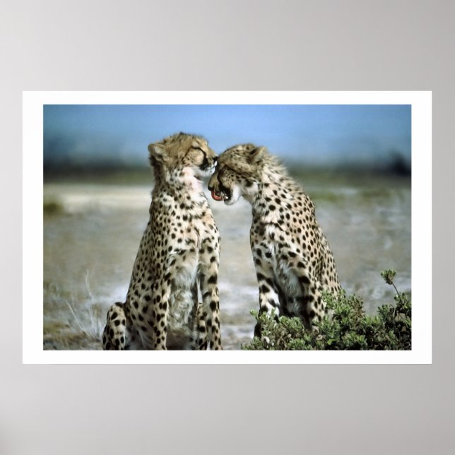 Póster Poster de Vida Silvestre Cheetah Kisses (Frente)