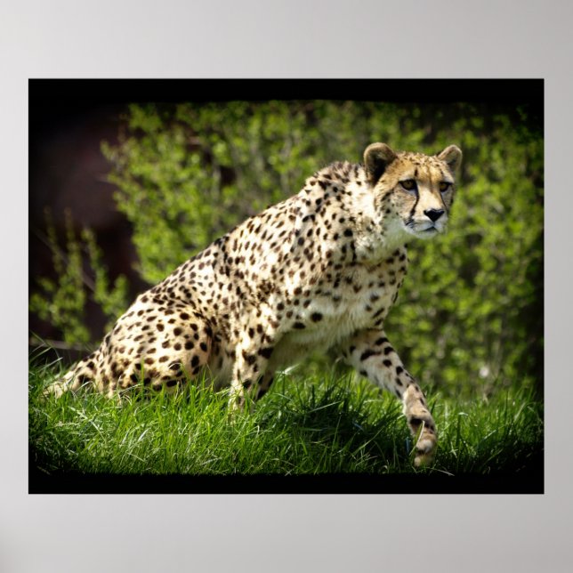 Póster Poster de Vida Silvestre Cheetah Wild Cat Lover An (Frente)