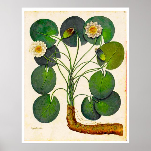 Póster Poster de Vintage Botanly Waterlily (Frente)