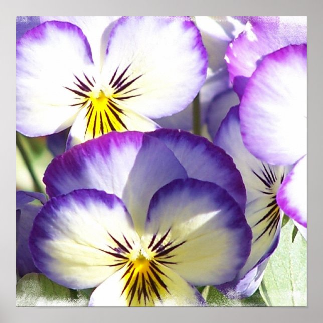 Póster Poster de violas blancas y moradas (Frente)