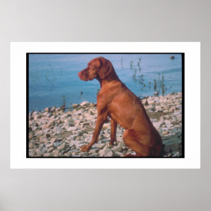Póster Poster de Vizsla