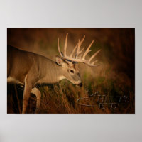 Poster de Walking Buck