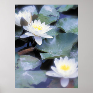 Póster Poster de Waterlilies