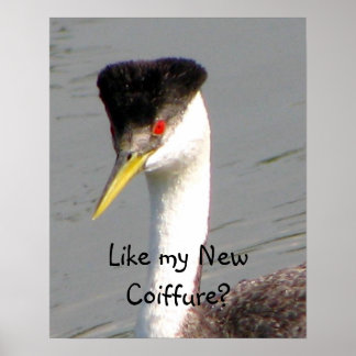 Póster Poster de Western Grebe