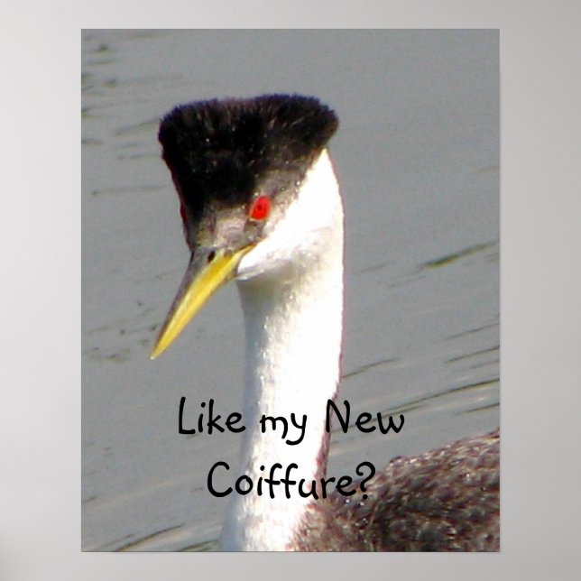 Póster Poster de Western Grebe (Frente)