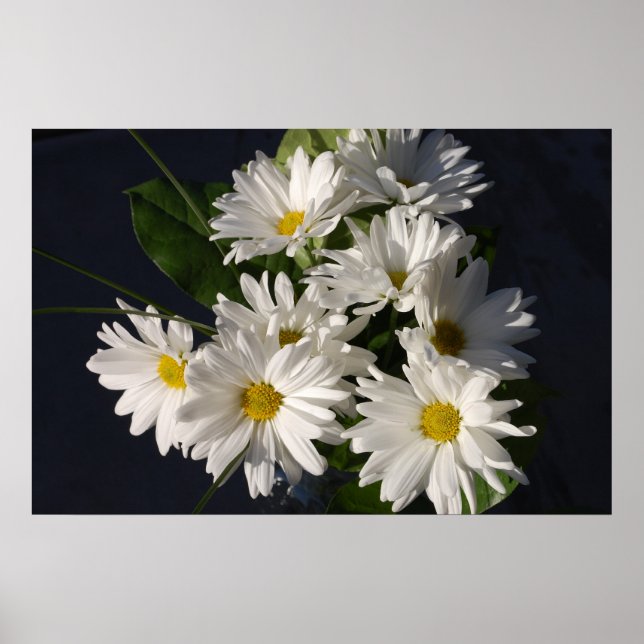 Póster Poster de White Daisies (Frente)