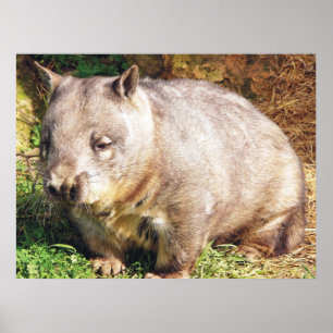 Póster Poster de Wombat con sueño