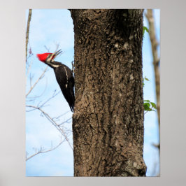 Póster Poster de Woodpecker Pileated (3625)