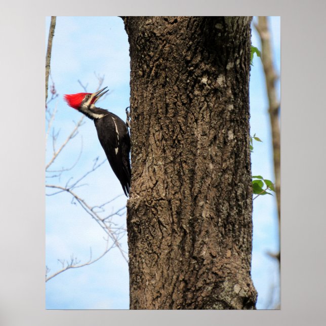 Póster Poster de Woodpecker Pileated (3625) (Frente)