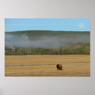 Póster Poster de Yellowstone Bison