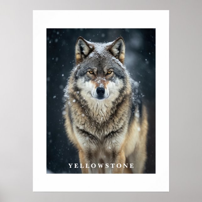 Póster Poster de Yellowstone Wolf (Frente)