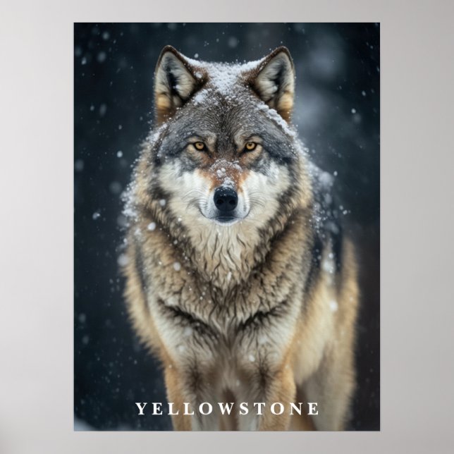 Póster Poster de Yellowstone Wolf (Frente)