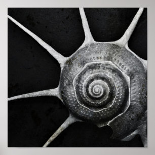 Póster Poster de Yoka Shell