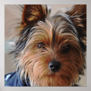 Póster Poster de Yorkie Terrier