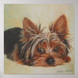 Póster Poster de Yorkshire Terrier