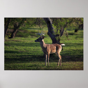 Póster Poster de Young Buck