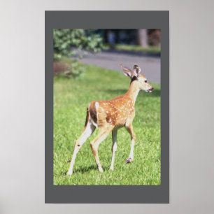 Póster Poster Deer